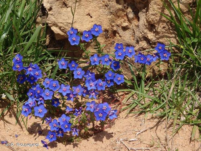 <i>Lysimachia monelli</i> (L.) U.Manns & Anderb., 2009 © P. Rouveyrol