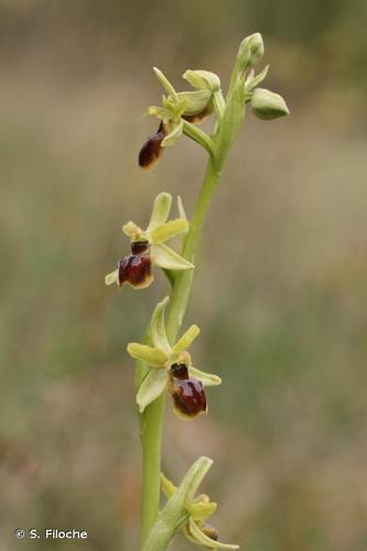 <i>Ophrys virescens</i> Philippe, 1859 © S. Filoche