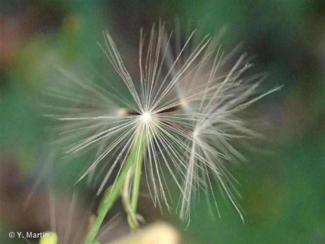 <i>Lactuca muralis</i> (L.) Gaertn., 1791 © 