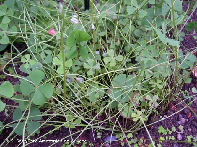 <i>Marsilea drummondii</i> A.Braun, 1852 © S. Sant/Parc Amazonien de Guyane