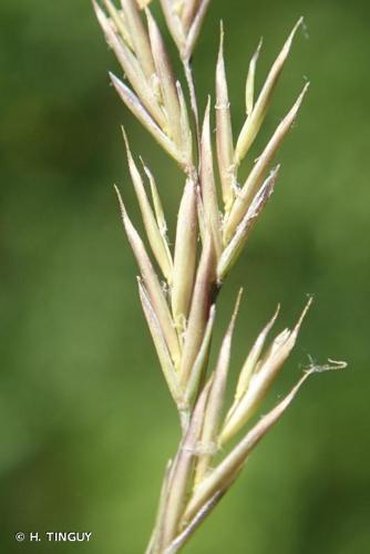 <i>Festuca inops</i> De Not., 1844 © H. TINGUY