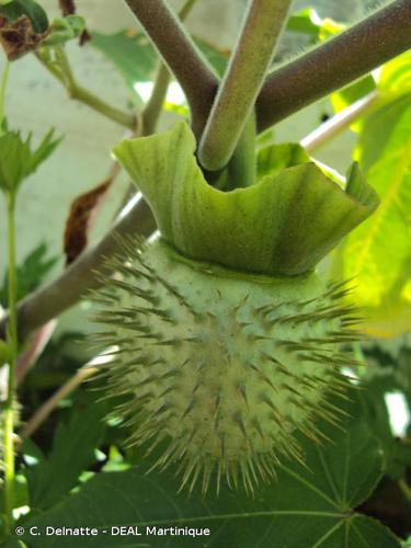 <i>Datura wrightii</i> Regel, 1859 © C. Delnatte - DEAL Martinique