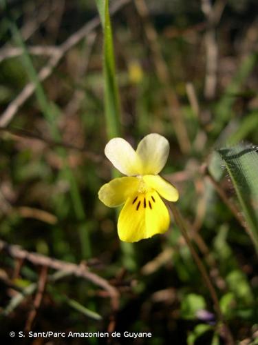 <i>Viola roccabrunensis</i> Espeut, 2004 © S. Sant/Parc Amazonien de Guyane