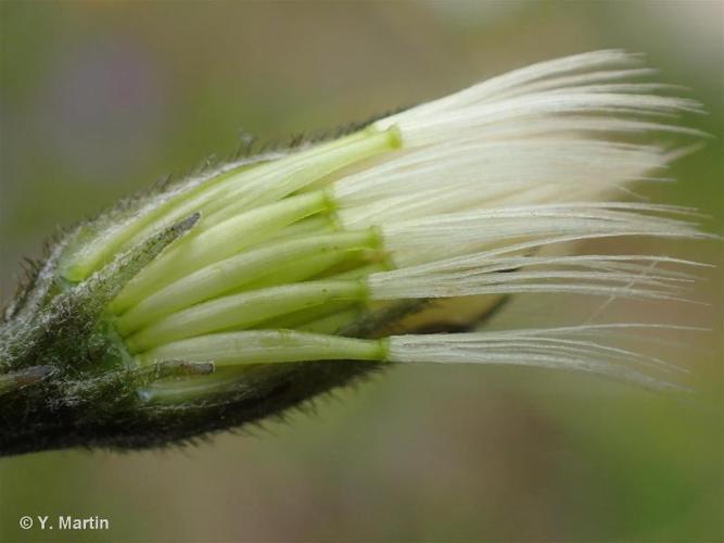 <i>Scorzoneroides pyrenaica</i> (Gouan) Holub, 1977 © 