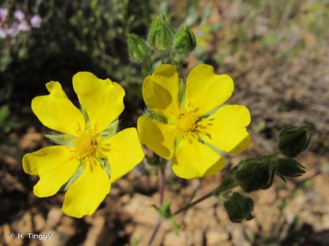 <i>Potentilla pedata</i> Willd. ex Hornem., 1815 © H. Tinguy