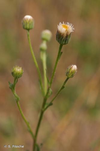 <i>Erigeron acris</i> L., 1753 © S. Filoche