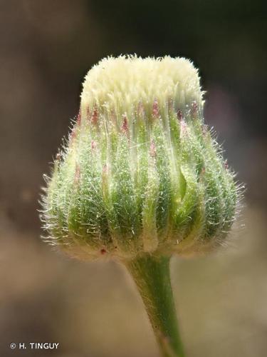 <i>Erigeron floribundus</i> (Kunth) Sch.Bip., 1865 © H. TINGUY