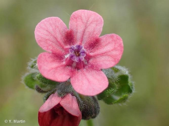 <i>Cynoglossum montanum</i> L., 1753 © 