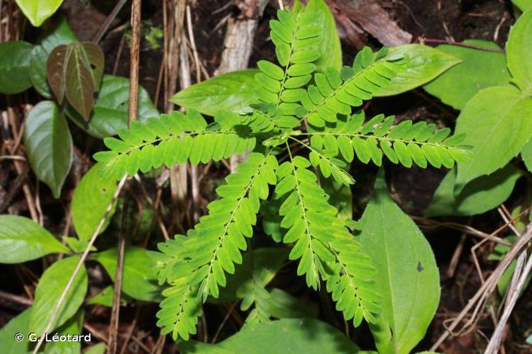 <i>Phyllanthus niruri</i> L., 1753 © G. Léotard