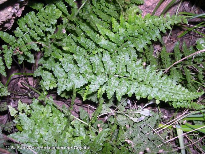 <i>Asplenium </i>x<i> sleepiae </i>nothosubsp.<i> krameri</i> Herrero, C.Prada, Pajarón & Pangua, 1996 © S. Sant/Parc Amazonien de Guyane