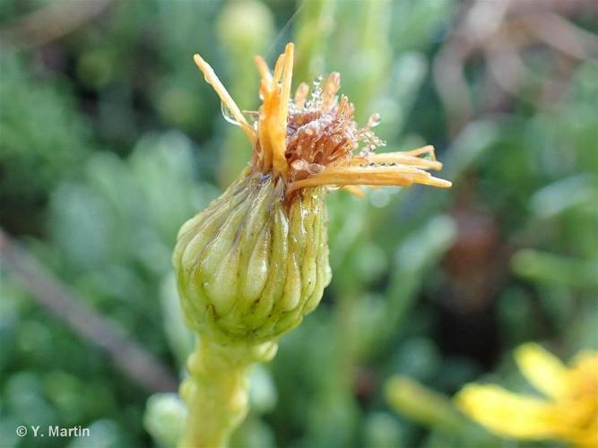 <i>Limbarda crithmoides </i>subsp.<i> longifolia</i> (Arcang.) Greuter, 2003 © 