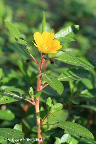 <i>Ludwigia peploides </i>subsp.<i> montevidensis</i> (Spreng.) P.H.Raven, 1964 © R. Dupré MNHN/CBNBP