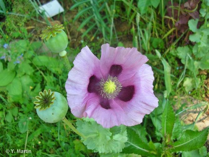 <i>Papaver somniferum </i>L., 1753 subsp.<i> somniferum</i> © 