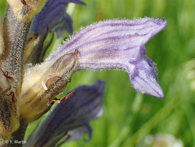 <i>Phelipanche purpurea </i>(Jacq.) Soják, 1972 subsp.<i> purpurea</i> © 