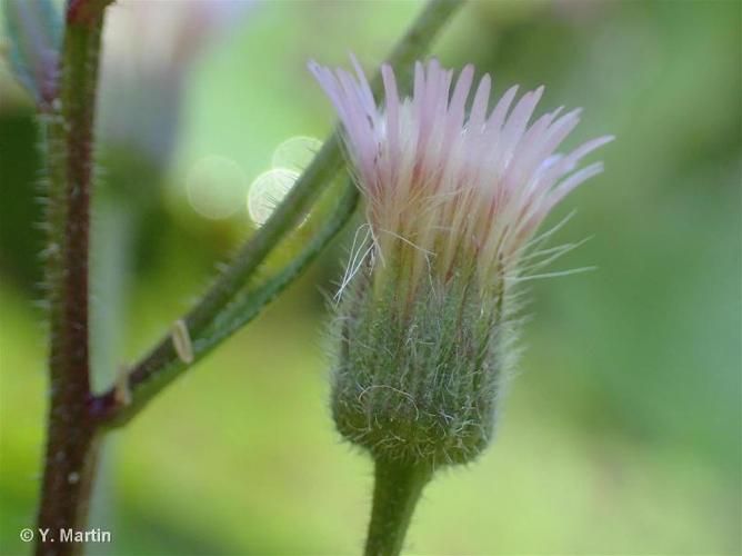 <i>Erigeron acris </i>L., 1753 subsp.<i> acris</i> © 