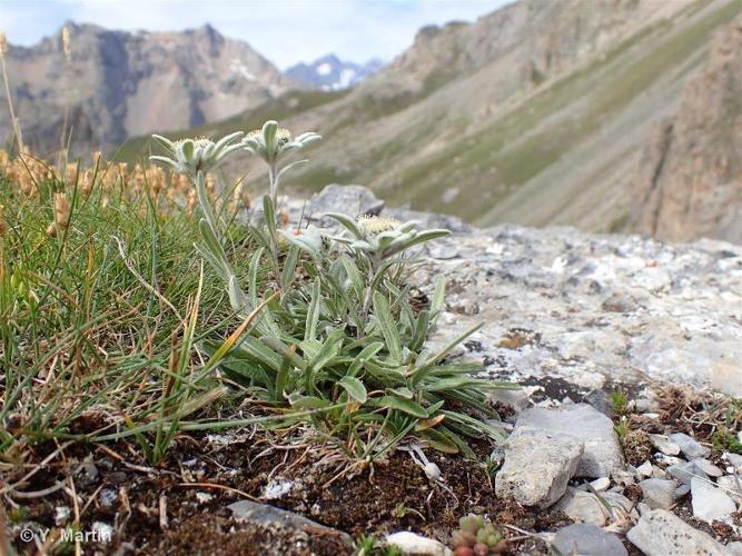 <i>Leontopodium nivale </i>subsp.<i> alpinum</i> (Cass.) Greuter, 2003 © 