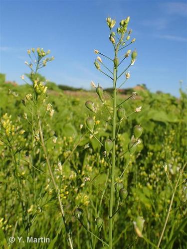 <i>Camelina sativa </i>(L.) Crantz, 1762 var.<i> sativa</i> © 