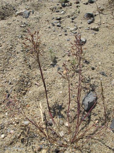 <i>Cutandia maritima</i> (L.) Benth., 1881 © H. Tinguy