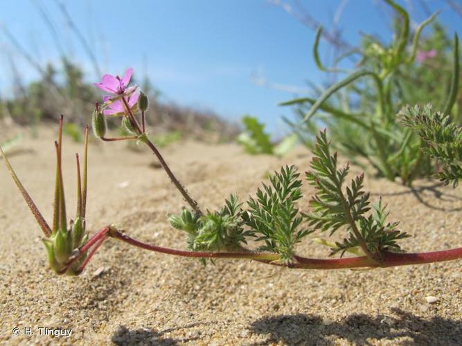 <i>Erodium cicutarium </i>subsp.<i> bipinnatum</i> (Desf.) Tourlet, 1908 © H. Tinguy