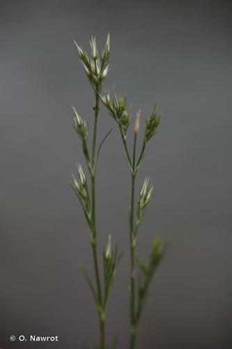 <i>Minuartia mucronata</i> (L.) Schinz & Thell., 1907 © O. Nawrot