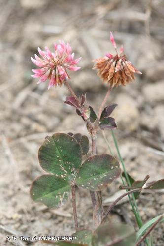 <i>Trifolium hybridum </i>var.<i> elegans</i> (Savi) Boiss., 1872 © R. Dupré MNHN/CBNBP