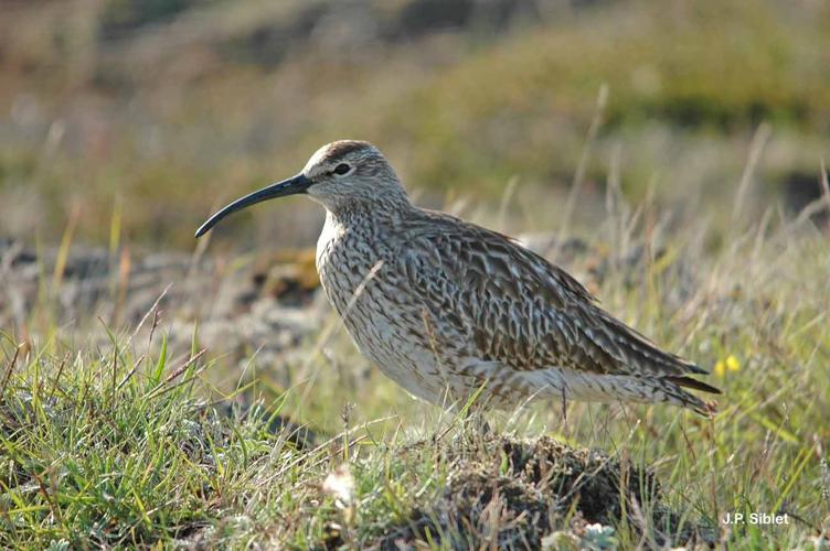 <i>Numenius phaeopus phaeopus</i> (Linnaeus, 1758) © J.P. Siblet