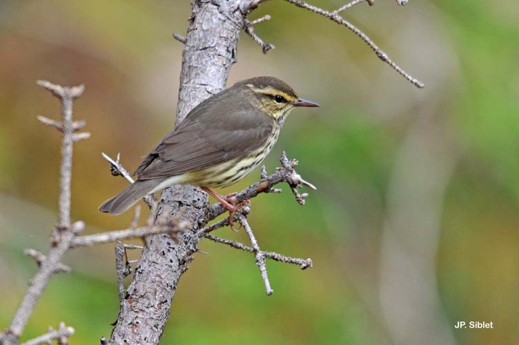 <i>Parkesia noveboracensis</i> (Gmelin, 1789) © J.P. Siblet