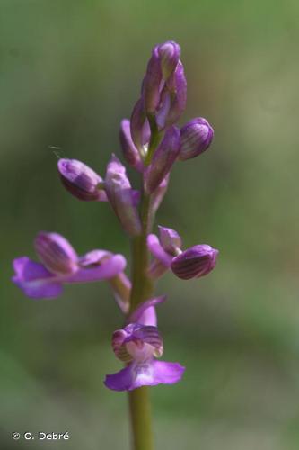 <i>Anacamptis morio </i>subsp.<i> picta</i> (Loisel.) Jacquet & Scappat., 2003 © O. Debré