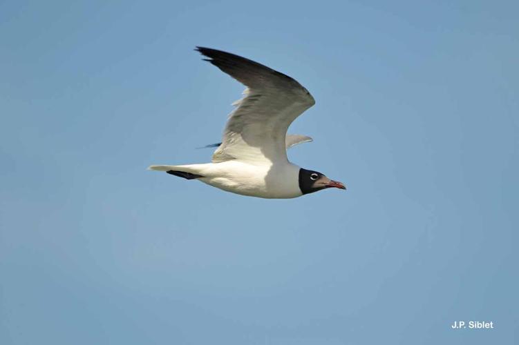 <i>Leucophaeus atricilla</i> (Linnaeus, 1758) © J.P. Siblet