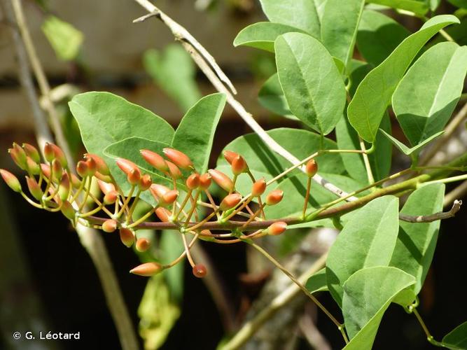 <i>Erythrina crista-galli</i> L., 1767 © G. Léotard