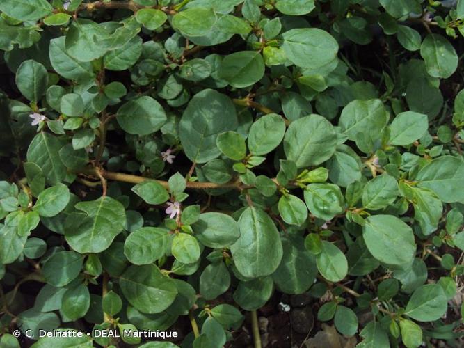 <i>Trianthema portulacastrum</i> L., 1753 © C. Delnatte - DEAL Martinique