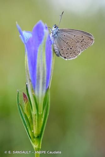 <i>Phengaris alcon</i> (Denis & Schiffermüller, 1775) © E. SANSAULT - ANEPE Caudalis