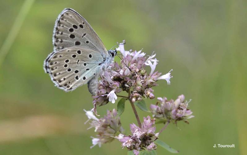 <i>Phengaris arion</i> (Linnaeus, 1758) © J. Touroult