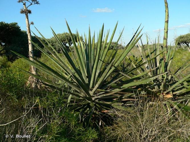 <i>Agave sisalana</i> Perrine, 1838 © V. Boullet