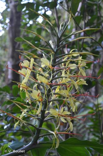 <i>Hedychium gardnerianum</i> Sheph. ex Ker Gawl., 1824 © V. Boullet