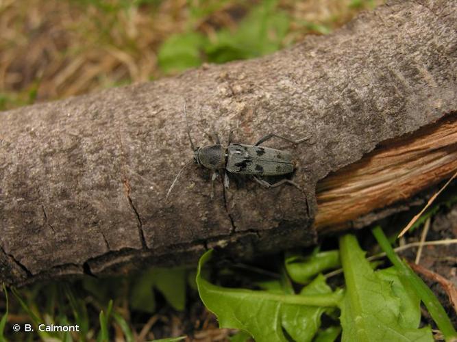 <i>Chlorophorus glaucus</i> (Fabricius, 1781) © B. Calmont