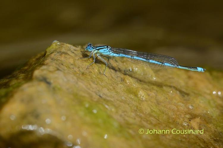<i>Erythromma lindenii</i> (Selys-Longchamps, 1840) © Johann Cousinard