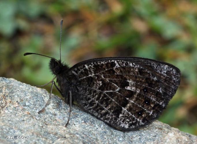 <i>Erebia montana</i> (Prunner, 1798) © D. Morel