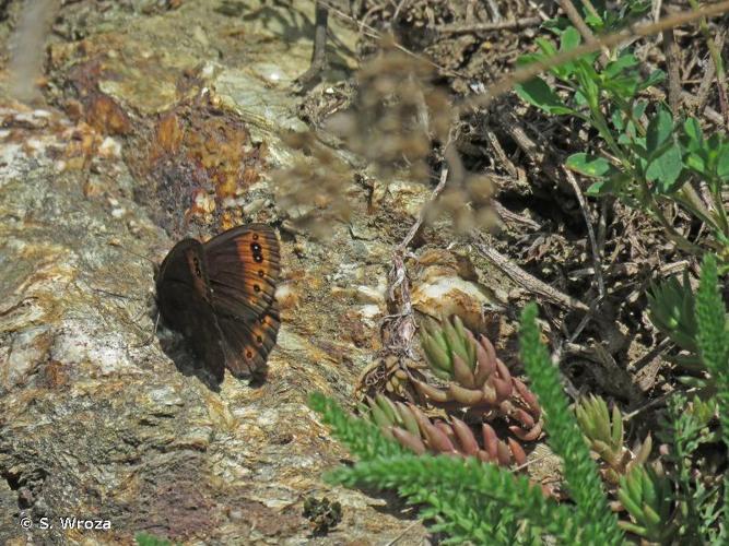 <i>Erebia triarius</i> (Prunner, 1798) © S. Wroza