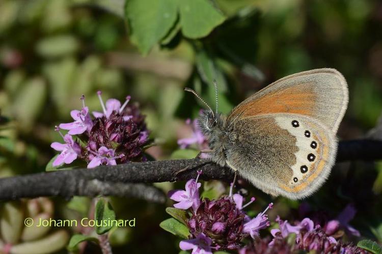 <i>Coenonympha gardetta</i> (Prunner, 1798) © Johann Cousinard