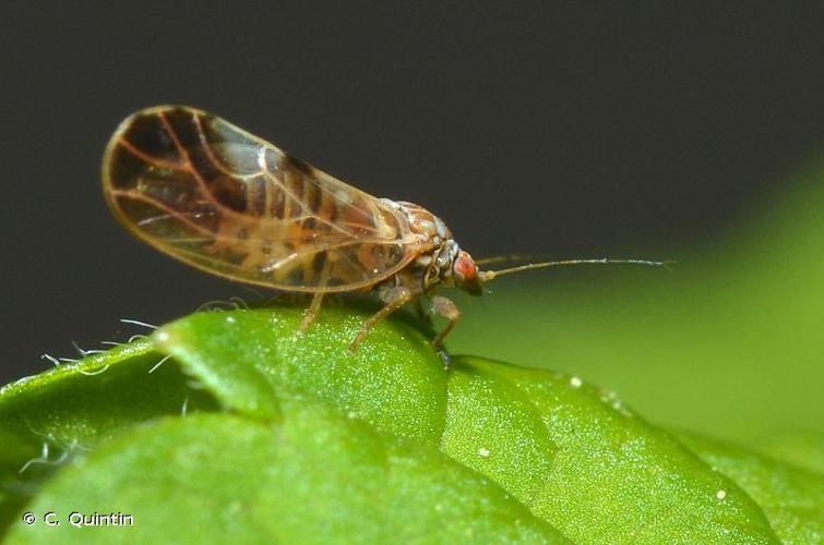 <i>Cacopsylla fulguralis</i> (Kuwayama, 1908) © C. Quintin