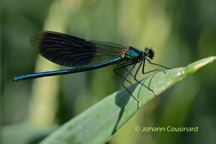 <i>Calopteryx splendens</i> (Harris, 1780) © Johann Cousinard