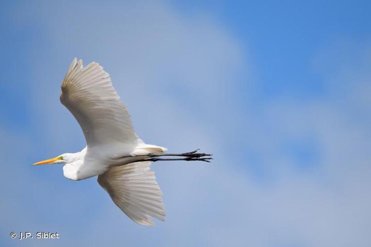 <i>Ardea alba egretta</i> Gmelin, 1789 © J.P. Siblet