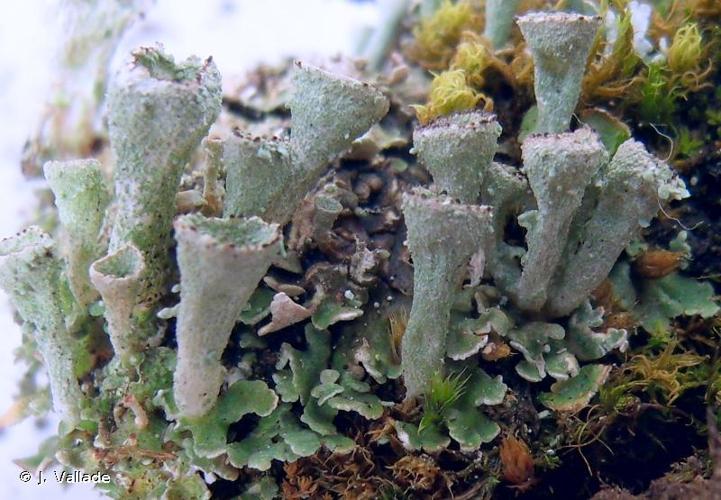 <i>Cladonia pocillum</i> (Ach.) O.J.Rich., 1877 © J. Vallade