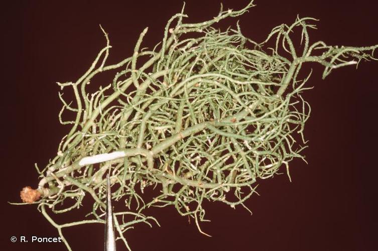 <i>Usnea cornuta</i> Körb., 1859 © R. Poncet