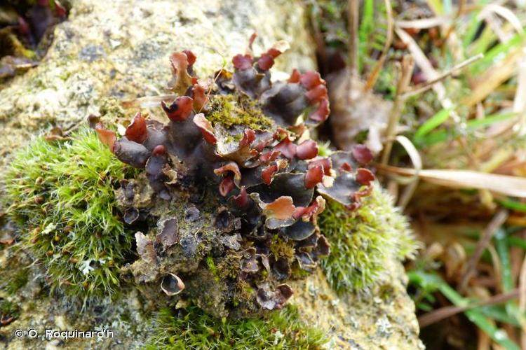 <i>Peltigera didactyla</i> (With.) J.R.Laundon, 1984 © O. Roquinarc'h