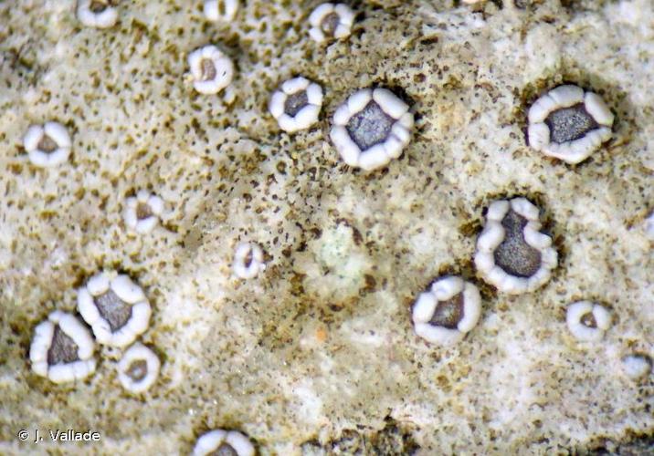 <i>Lecanora crenulata</i> Hook., 1833 © J. Vallade