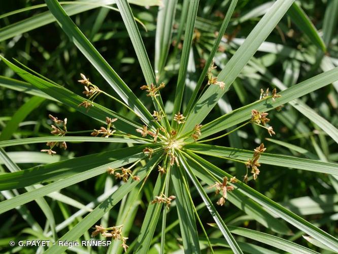 <i>Cyperus alternifolius</i> L., 1767 © G.PAYET - Régie RNNESP