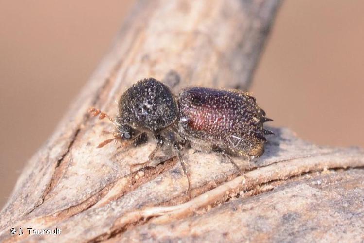 <i>Sinoxylon muricatum</i> (Linnaeus, 1767) © J. Touroult