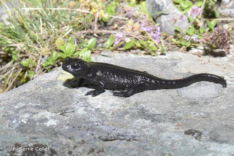 <i>Salamandra lanzai</i> (Nascetti, Andreone, Capula & Bullini, 1988) © F. Serre Collet